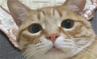 猫咪为什么胡子会掉呢