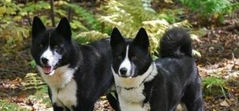 欧式俄国莱卡犬外形特征及训练方法