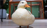 小鸭能经常用手拿吗