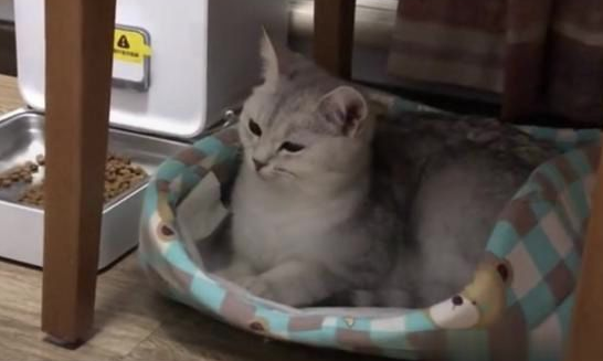 猫爸带娃偷懒打瞌睡,猫妈平静注视 猫爸带娃偷懒打瞌睡,猫妈平静注视