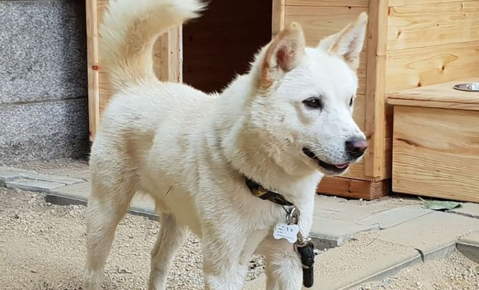 丰山犬怎么养才好呢？