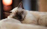 猫咪为什么不能翻身睡觉的原因