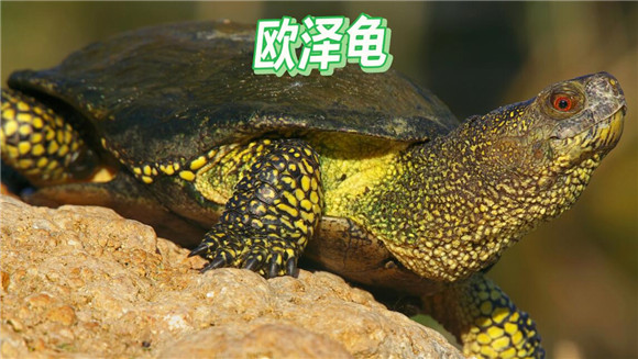 欧泽龟是保护动物吗 欧泽龟是保护动物吗