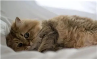 猫咪为什么会睡在你床头呢
