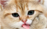 猫咪为什么要爪子按摩脸呢