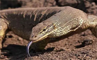 沙漠巨蜥的饲养方法是什么？想知道的看过来