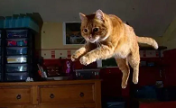 猫咪为什么受伤后疯跑