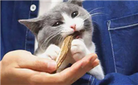 猫咪为什么喜欢捡骨头吃啊