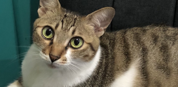 简州猫与狸花猫区别 简州猫与狸花猫区别