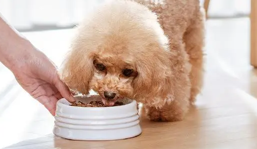 如何挑选贵宾幼犬狗粮呢