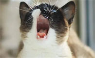 猫咪睡着为什么突然叫几声呢