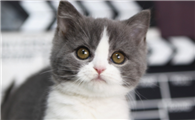 猫咪为什么不用打疫苗针呢