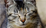 猫咪为什么总是眯眼看我呢