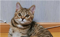 狸花猫辟邪还是招邪
