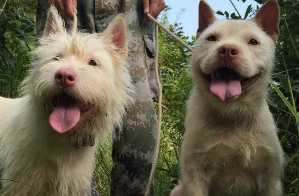 下司犬最迟几个月竖耳