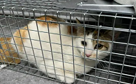 猫咪自己回笼子是怎么回事