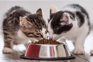 佩内特猫粮属于什么档次 佩内特猫粮属于什么档次