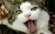 猫咪为什么会爱大声叫唤呢