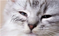 猫咪为什么眼睛会睁不开呢