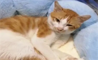 猫咪为什么胸腔积液严重啊