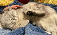 猫咪怀孕为什么会粘人
