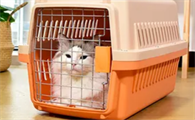 为什么不建议猫咪托运啊