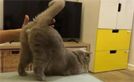 猫咪为什么讨厌有人碰它们屁股