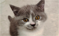 猫咪为什么要埋在水边是怎么回事