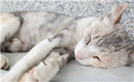 猫咪在家会生病吗为什么呢