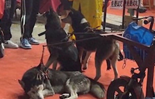 三只雪橇犬每天拉广告车，累得倒地不起！