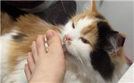 猫咪为什么会舔脚丫呢