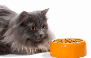 爱斯塔猫粮多少钱 爱斯塔猫粮多少钱