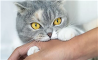 猫咪到晚上咬人是为什么呢