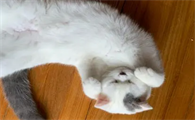猫咪为什么突然开始抽搐呼吸急促