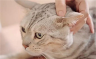 猫咪为什么会说讨厌你的话