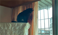玄猫什么颜色