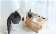 猫咪为什么会露出牙龈呢