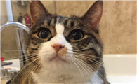 猫咪睡眠中亢奋是为什么原因