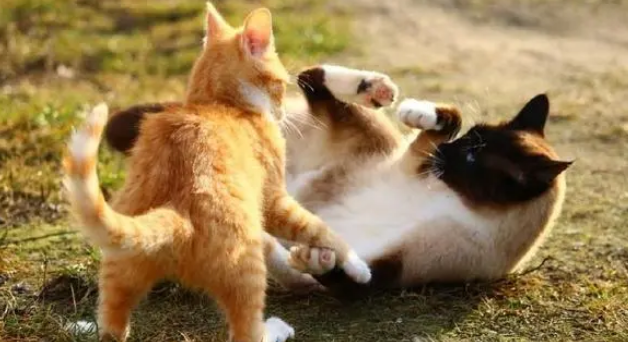 流浪猫家养了还会记得流浪的日子吗