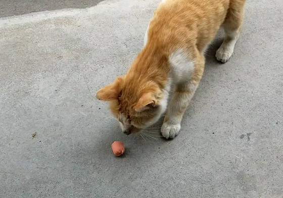 流浪猫吃火腿肠吗 流浪猫吃火腿肠吗
