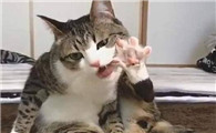 猫咪的脚不怕人