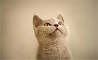 猫咪便便会自己埋起来的原因是什么