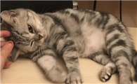 猫咪为什么睡在自己脚边呢