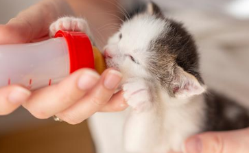 刚出生的小奶猫怎么人工喂养