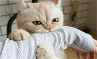 猫咪为什么容易被骗走