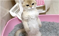 猫咪为什么可以站着拉屎呢