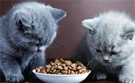 猫咪可以吃啥啊