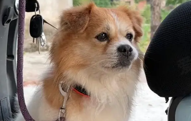 偶遇脏兮兮的流浪狗，脖子上还戴着项圈，救下后发现它早已失明