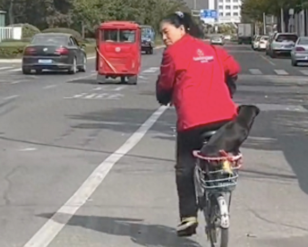 大姐骑自行车转弯时狗狗掉了下来，它立马追上去却不叫