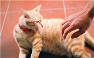 为什么有的猫咪不会抓伤人呢